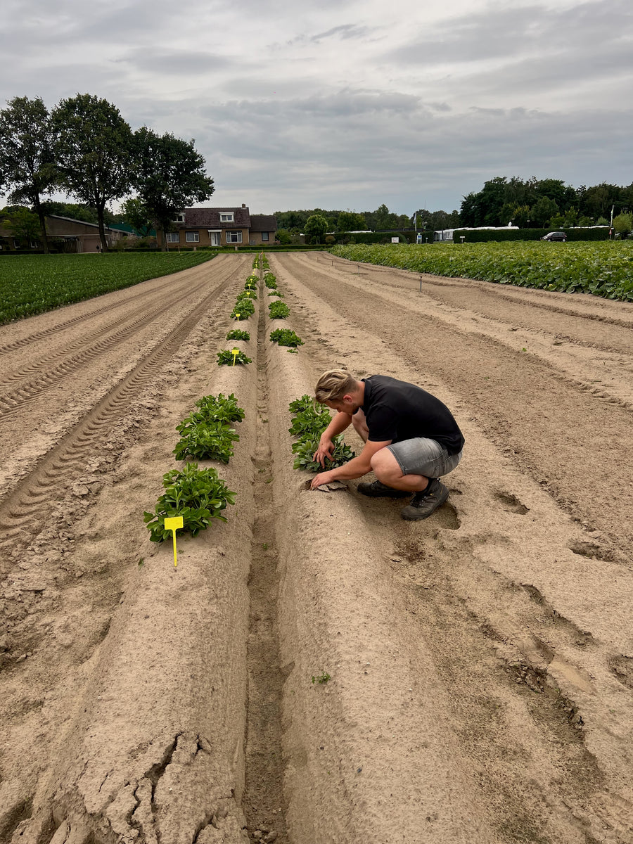 Het begin, 2021
